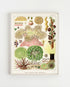 Light Wood Framed Great Barrier Reef Anemones Vintage Illustrations Wall Art Prints